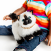 american girl doll pet siamese kitty cat