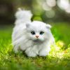 American Girl Doll Pet White Kitty