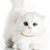American Girl Doll Pet White Kitty Cat