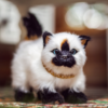 american girl doll pet siamese kitty cat